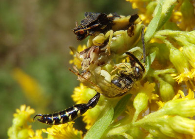 Phymata Jagged Ambush Bug species with Thynnid Wasp prey