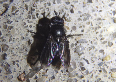 Wagneria Tachinid Fly species