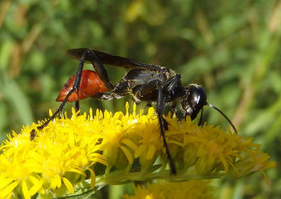 Prionyx Thread-waisted Wasp species 