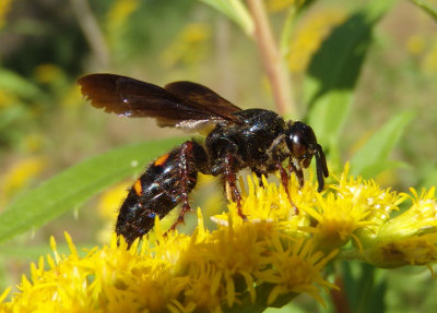 Scolia nobilitata; Scoliid Wasp species