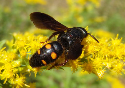 Scolia nobilitata; Scoliid Wasp species
