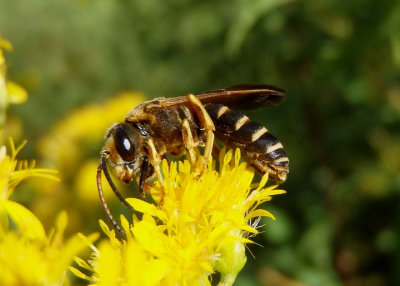 Halictus parallelus; Sweat Bee species; male