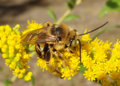 Svastra obliqua obliqua; Long-horned Bee species