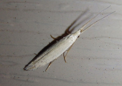 1255-1398 - Coleophora Casemaker Moth species