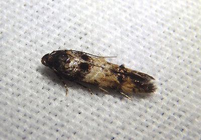 1613-1620 - Walshia Cosmet Moth species