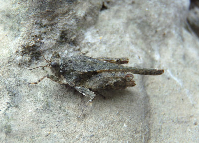 Tetrix ornata; Ornate Pygmy Grasshopper; female