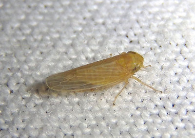 Graminella Leafhopper species