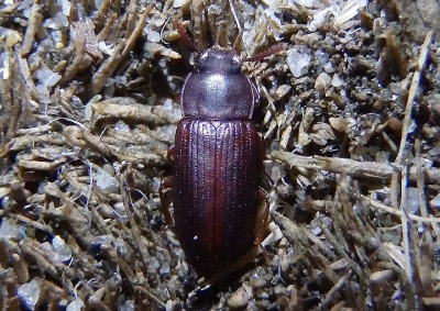 Cynaeus angustus; Large Black Flour Beetle
