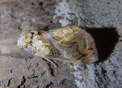8534 - Plusiodonta compressipalpis; Moonseed Moth