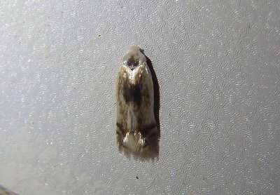 0119-0124 - Pseudopostega White Eye-cap Moth species
