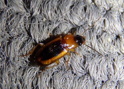 Stenolophus lecontei; LeContes Seedcorn Beetle