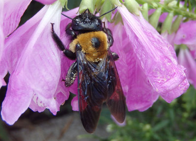 Xylocopa virginica; Eastern Carpenter Bee