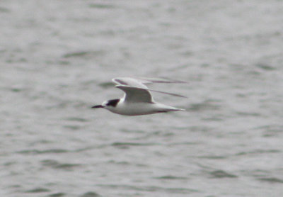 Common Tern; basic