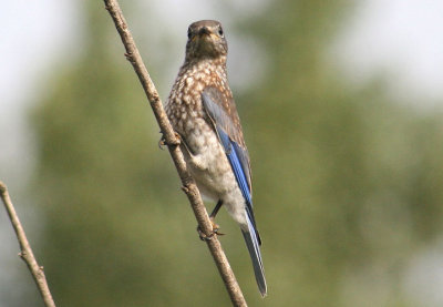 Eastern Bluebird; juvenile