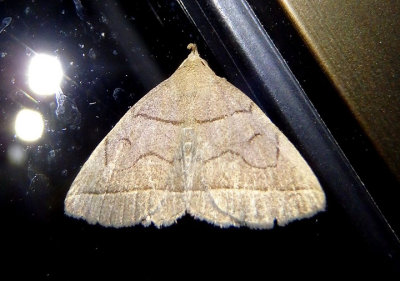 8351 - Zanclognatha cruralis; Early Zanclognatha