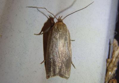 3684 - Clepsis clemensiana; Clemens' Clepsis Moth