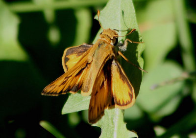 Hylephila phyleus; Fiery Skipper; male