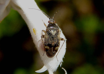 Plagiognathus Plant Bug species