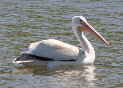 American White Pelican; juvenile