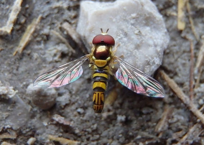 Allograpta obliqua; Common Oblique Syrphid Fly; male