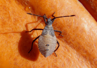 Anasa tristis; Squash Bug nymph