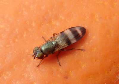 Chaetopsis Picture-winged Fly species; female 