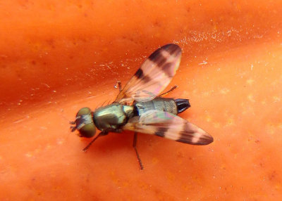 Chaetopsis Picture-winged Fly species; female
