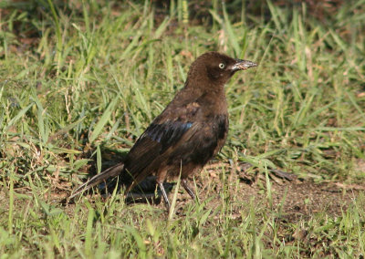 Common Grackle; immature