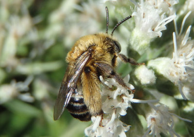 Melissodes Long-horned Bee species