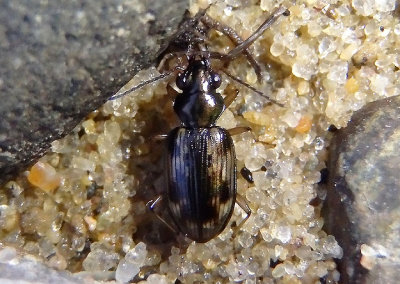 Bembidion versicolor complex; Ground Beetle species