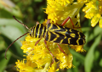 Megacyllene robiniae; Locust Borer