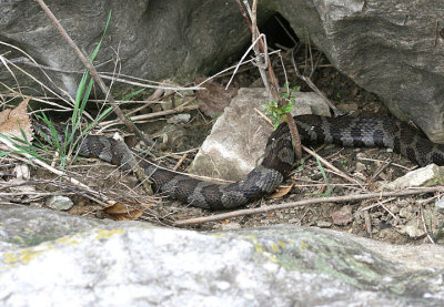 Northern Water Snake