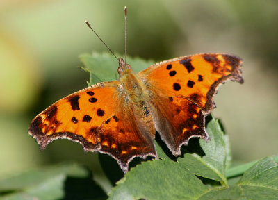 Polygonia comma; Eastern Comma; fall form