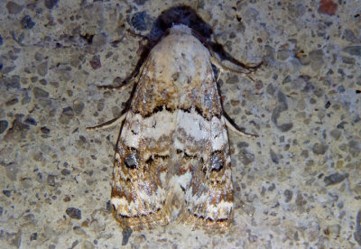 11179 - Schinia tertia; Flower Moth species