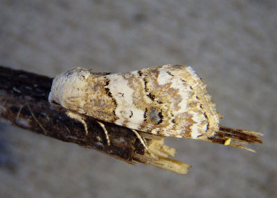 11179 - Schinia tertia; Flower Moth species