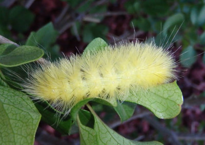 8137 - Spilosoma virginica; Virginian Tiger Moth caterpillar