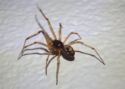 Steatoda triangulosa; Cobweb Spider species; male