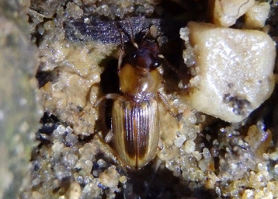 Stenolophus Seedcorn Beetle species; teneral