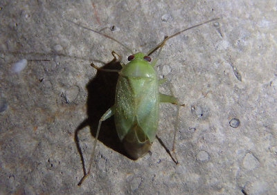 Taylorilygus apicalis; Broken-backed Bug