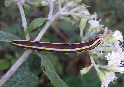 10304 - Trichordestra legitima; Striped Garden Caterpillar