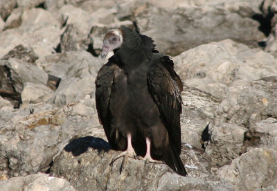 Turkey Vulture; immature