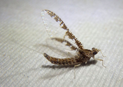 Callibaetis ferrugineus ferrugineus; Small Minnow Mayfly species; female