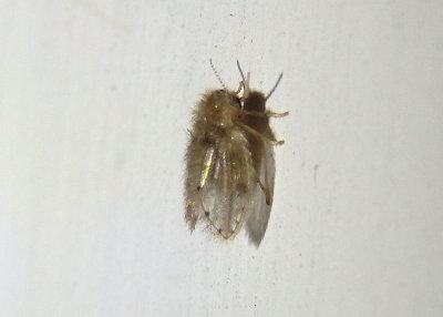 Clogmia Moth Fly species