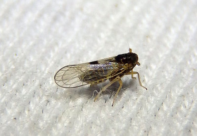 Chionomus puellus; Delphacid Planthopper species