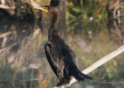 Double-crested Cormorant; basic