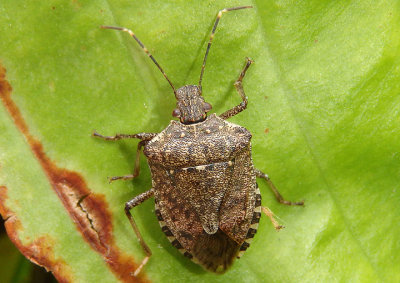 Halyomorpha halys; Brown Marmorated Stink Bug; exotic