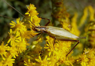 Oecanthus forbesi/nigricornis complex; Common Tree Cricket species; female