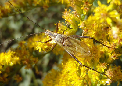 Oecanthus forbesi/nigricornis complex; Common Tree Cricket species; male