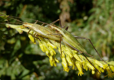 Oecanthus forbesi/nigricornis complex; Common Tree Cricket species pair