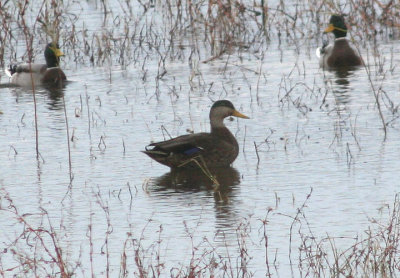 American Black Duck X Mallard Hybrid